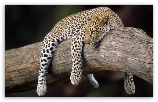 leopard_in_tree-t2